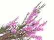 heather
