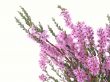 heather