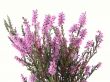 heather