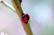 Romantic scene of mating ladybirds