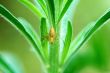 Lynx spider on plant