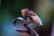 Eristalis tenax on withered plant