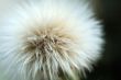 Fluff of taraxacum like seed of plant