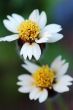 Twin tridax procumbens flowers