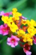 Lantana flowers