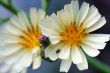 Two head lettuce flowers with fly