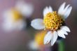Tridax procumbens flowers