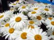 A lot of big white daisy wheels bouquet