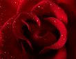 Red rose