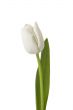 White tulip