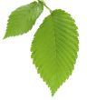 Leaf of an elm