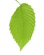 Leaf of an elm 3