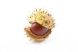 chestnut