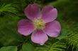 Wild Rose A