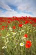 Wild poppies field