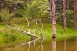 Old trees reflected in the river