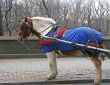 Carriage Horse