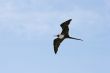 Frigate Bird