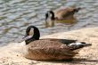 Geese at Lake
