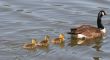 Goose and Cygnets