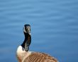 Goose and Water