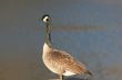 Goose at Lake