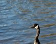 Goose Looking
