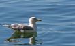 Gull on Lake