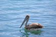 Pelican Afloat