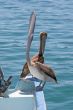 Pelican Eating