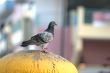 Pigeon