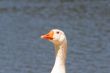 Regal Goose