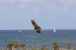 Sea Bird of Prey