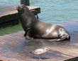 Sea Lions 5