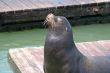 Sea Lions 8