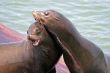 Sea Lions 11