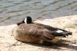Sleeping Goose