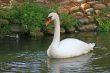 White Duck