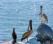 Two Pelicans and a Gull