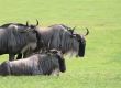 Brindled Gnu