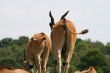 Common Eland - antelope