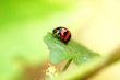 Ladybird on a leaf