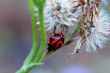 Ladybird and weeds