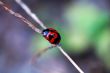 Climbing ladybird along a plant stem