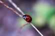 Climbing ladybird along a plant stem