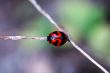 Ladybird on a stalk of weed