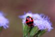Ladybird on top of purple floret