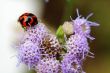 Ladybird on purple flower