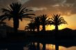 palm tree and sunset