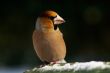 Hawfinch bird
